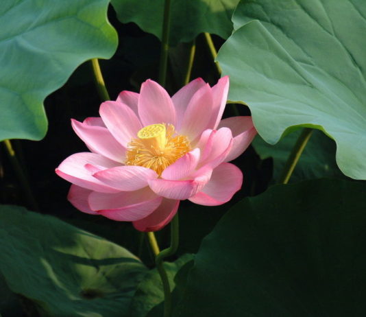 Fior di Loto 1113 0 Fior di loto